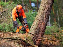 Best Root Management and Removal  in Cleburne, TX